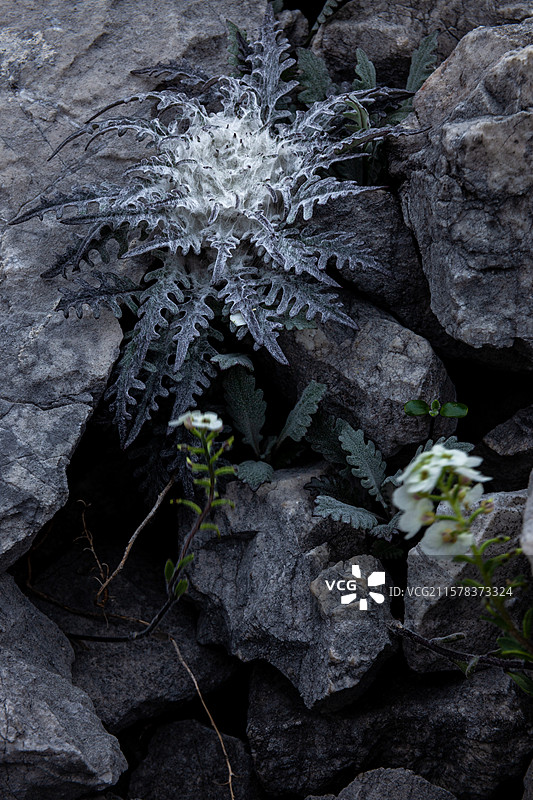 裂羽雪兔子图片素材
