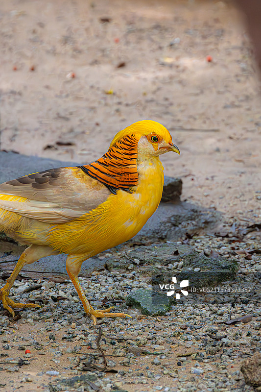 黄腹锦鸡图片素材