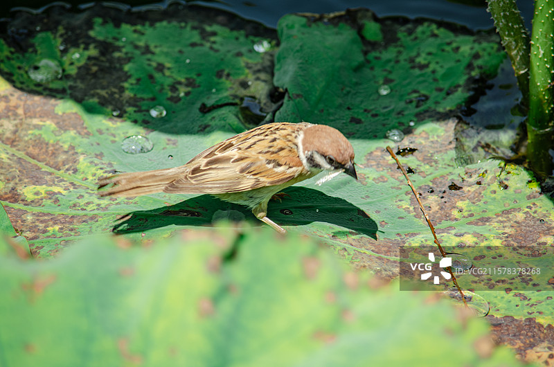 中国野生动物野外动物拍摄主题，草地草坪上一只正在觅食的麻雀小鸟站在荷叶上，户外白昼无人图像摄影图片素材