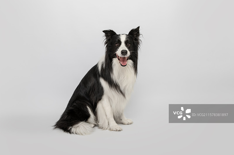 浅灰背景下乖巧的边牧图片素材