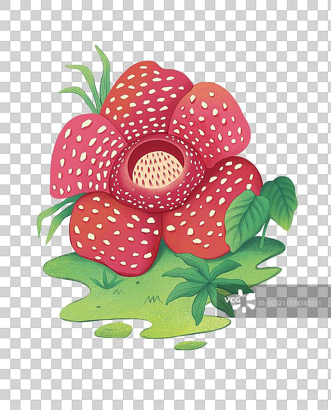 大王花图片素材