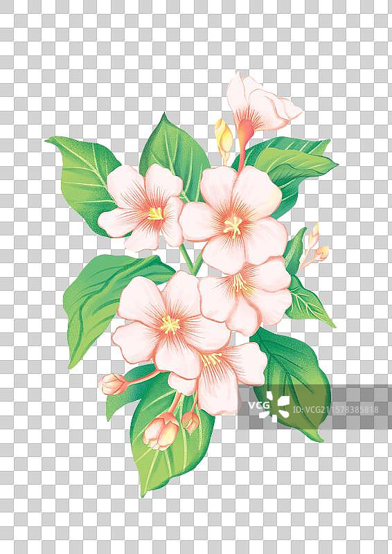 油桐花图片素材