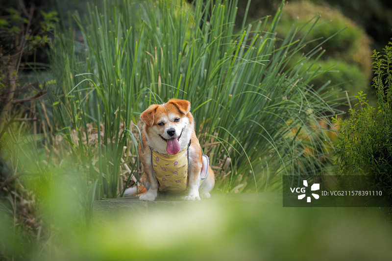 户外奔跑的柯基犬串串图片素材