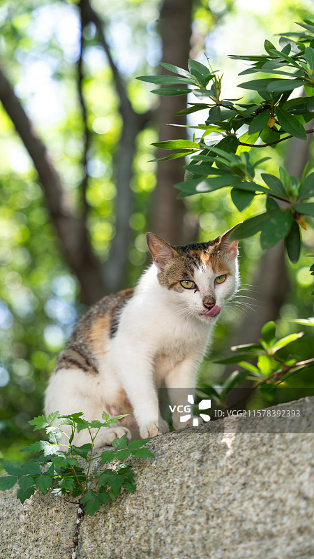 猫坐在户外的特写镜头图片素材