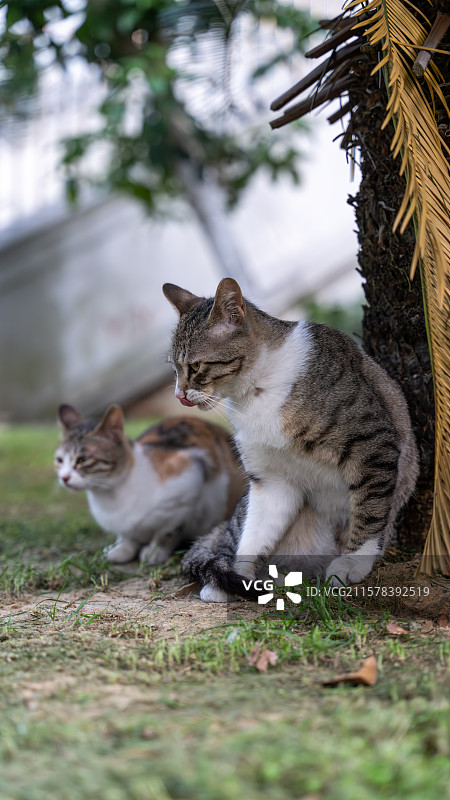 猫坐在草地上的特写镜头图片素材
