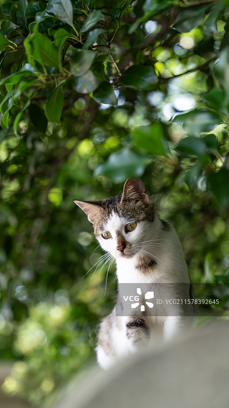 猫坐着的特写镜头图片素材