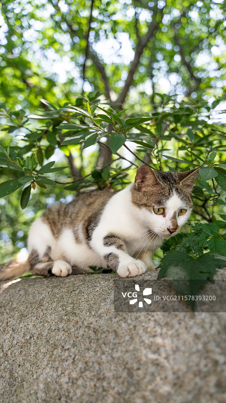 猫坐在植物旁的特写镜头图片素材