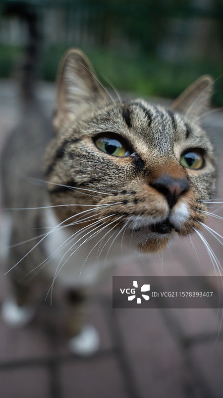 猫坐在户外的特写镜头图片素材