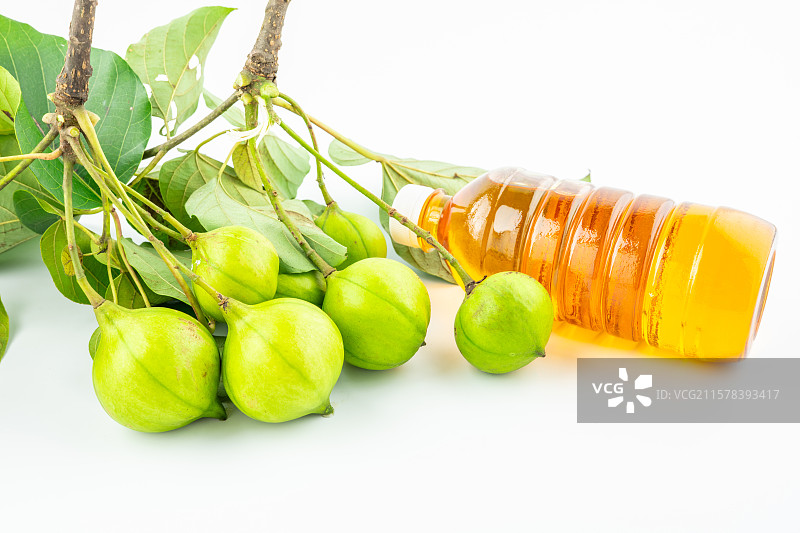 白背景上的新鲜油桐果和桐油图片素材