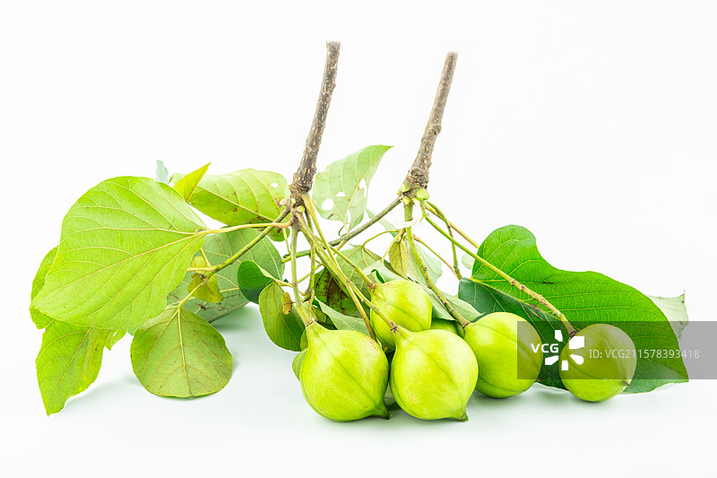 白背景上的新鲜油桐果图片素材