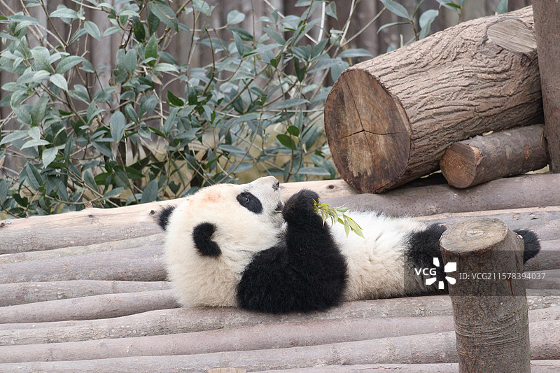 中国四川成都大熊猫繁育研究基地，可爱的熊猫宝宝，户外玩耍特写图片素材