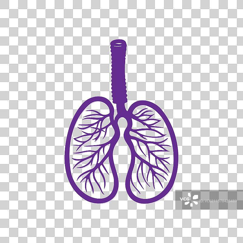 紫色调的人类肺部解剖图图片素材