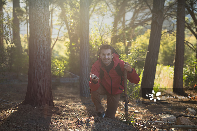 穿着红色夹克的男子跪在松树林的地面上，手持登山杖并展示松果。图片素材