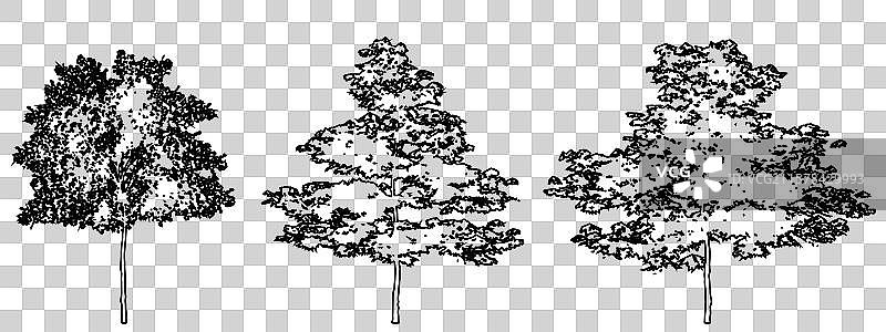 一组或一堆黑色的日本枫树图片素材