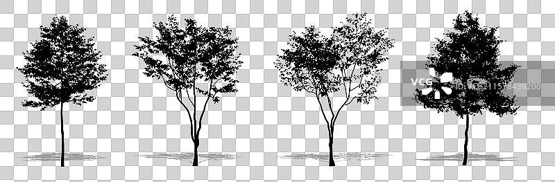 一组欧洲山毛榉树作为背景图片素材