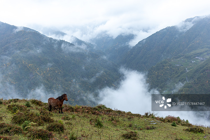 中国四川阿坝州，川西高山草甸牧场里的马，云雾缭绕的自然风景图片素材