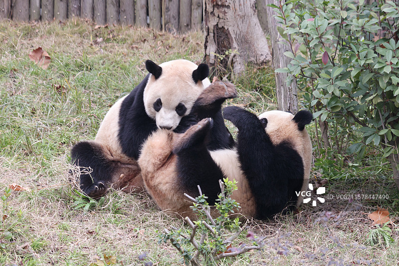中国四川成都大熊猫繁育研究基地，两只大熊猫玩耍打闹，动物特写图片素材