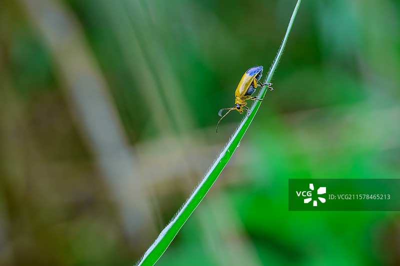 绿叶上的黄守瓜图片素材