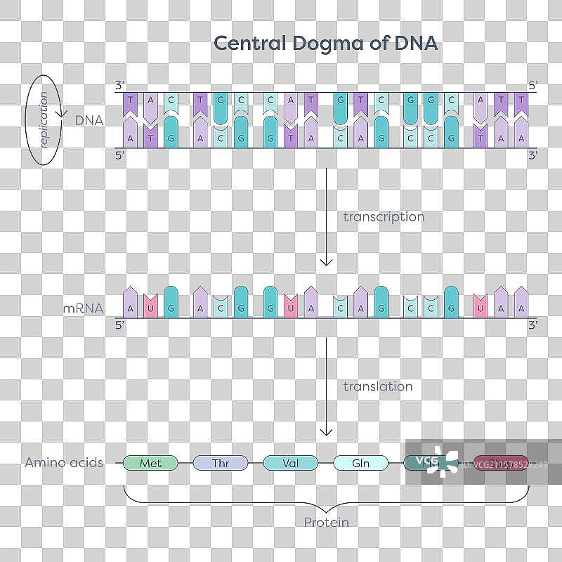DNA的中心法则图片素材