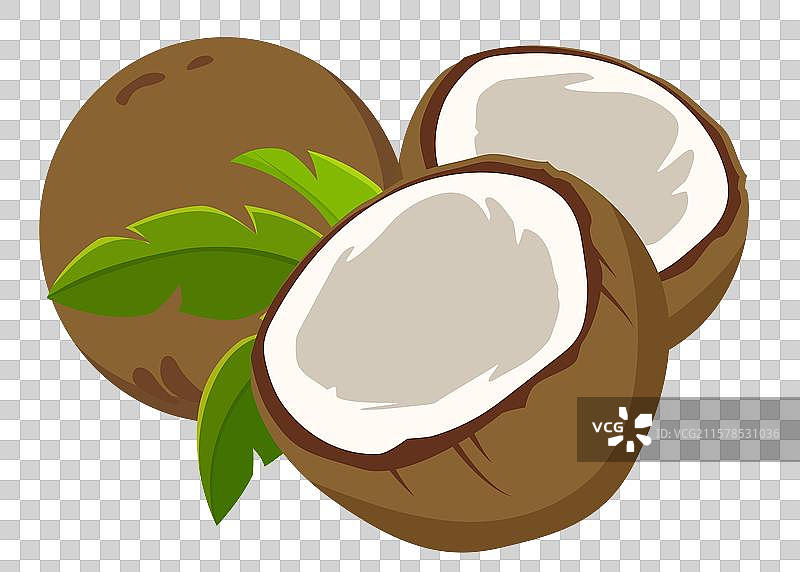 椰子热带水果图片素材