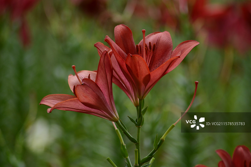 花乡公园的百合图片素材