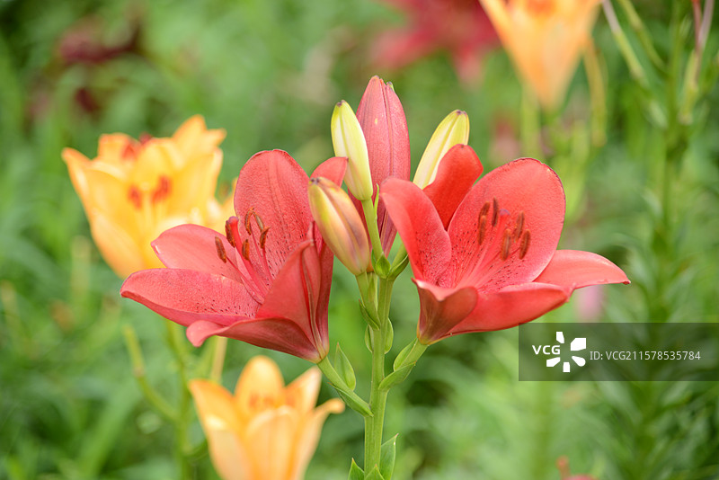 北京花乡公园的百合图片素材