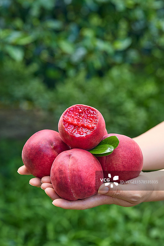 血桃 胭脂红桃子 胭脂红  红肉桃子 红心桃 紫红肉桃 中华血桃 广水胭脂红桃子 湖北胭脂红桃子 湖图片素材