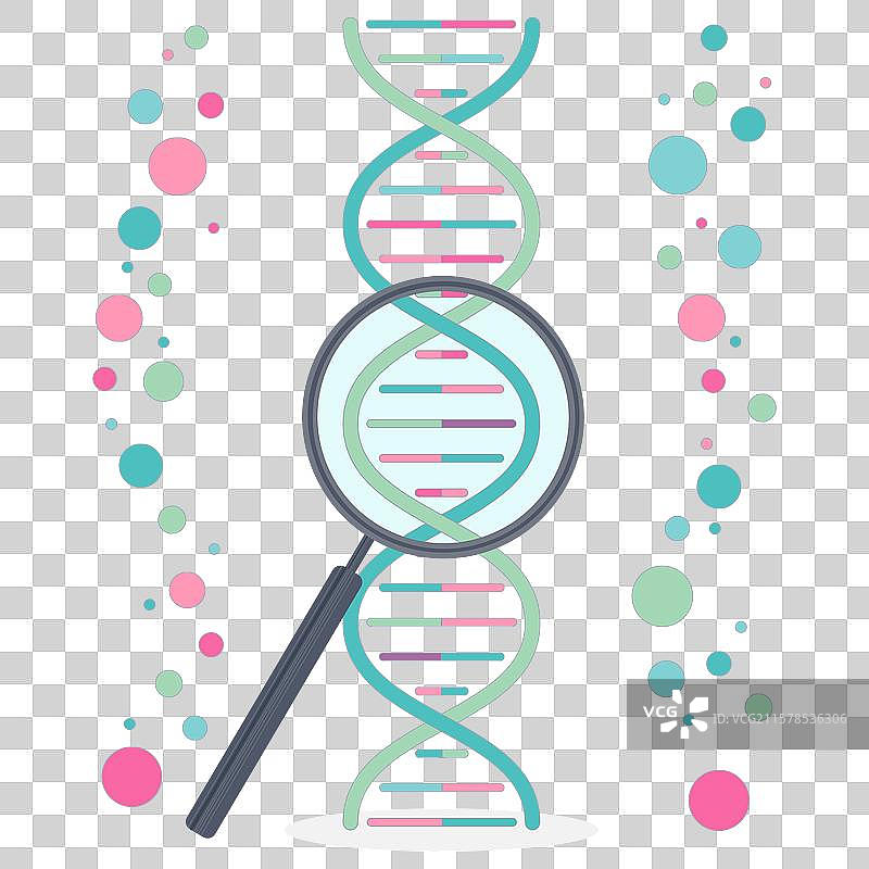 白色背景上的DNA和放大镜图片素材