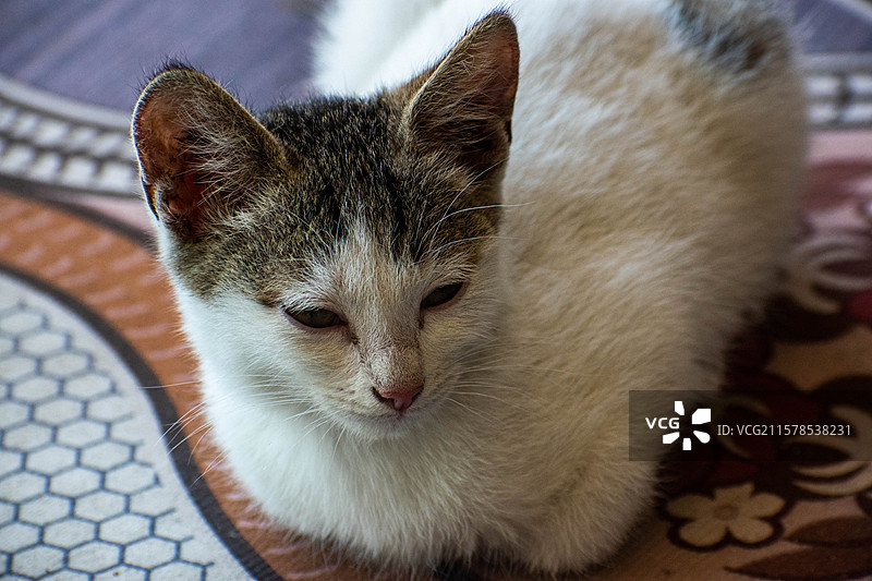 宠物、猫咪、猫猫、小猫、动物、萌宠、家养猫咪图片素材