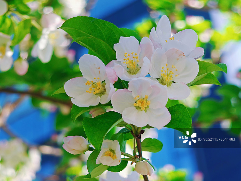 焦点：粉边白瓣海棠的黄金分割率｜叶脉蓝绿渐变虚化图片素材