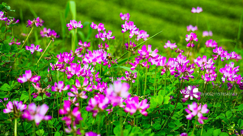 唯美花海紫云英图片素材