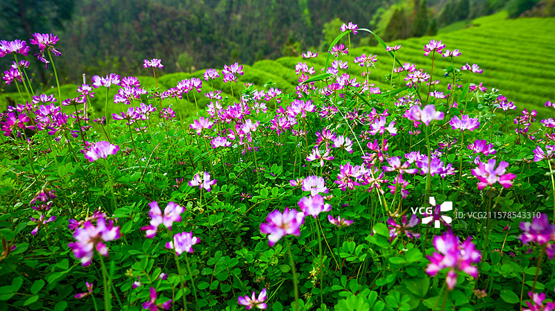 唯美花海紫云英图片素材