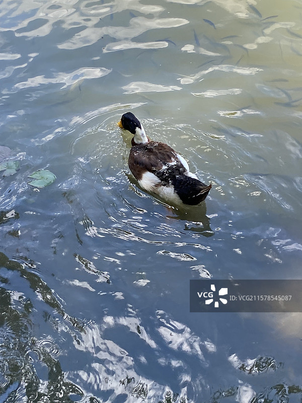 湖中一只快乐的绿头鸭图片素材