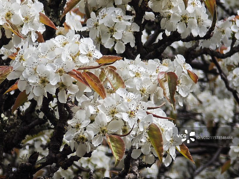 林芝梨花，高原的花总是晚开图片素材