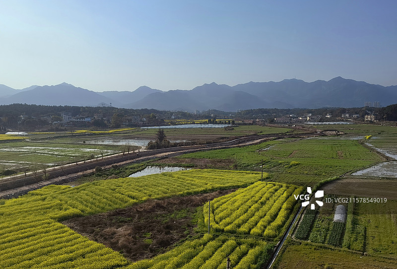 春天的油菜花田图片素材