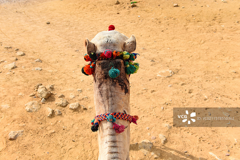 行走的沙漠骆驼背部近景图片素材