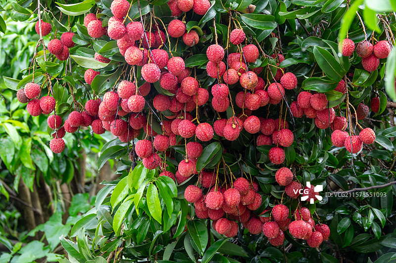 2025年7月广西贵港市港南区品改荔枝丰收图片素材