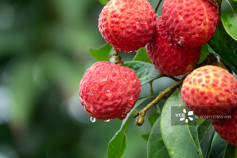 2025年7月广西贵港市港南区品改荔枝丰收图片素材