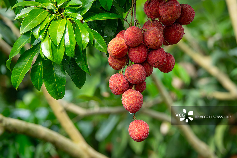 2025年7月广西贵港市港南区品改荔枝丰收图片素材