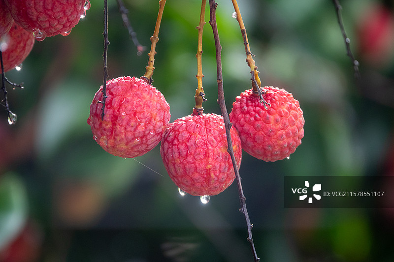 2025年7月广西贵港市港南区品改荔枝丰收图片素材