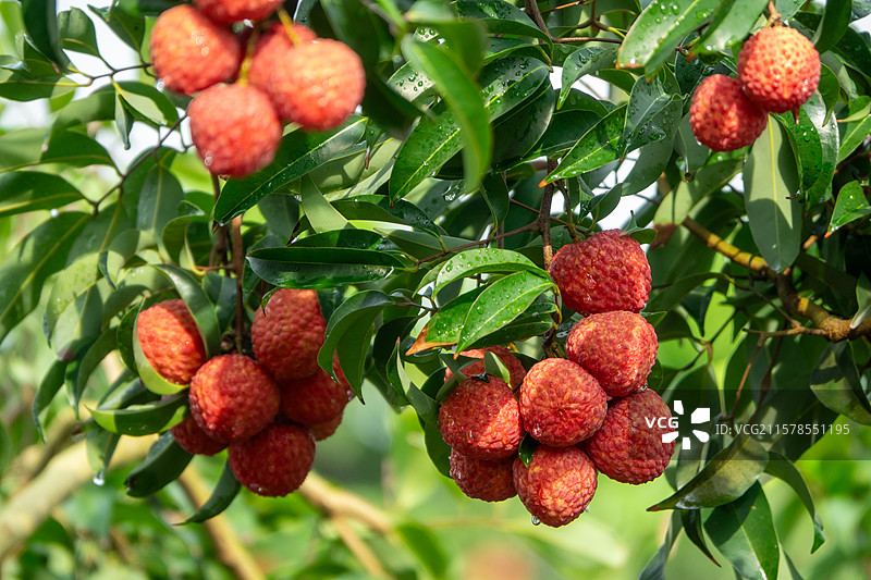 2025年7月广西贵港市港南区品改荔枝丰收图片素材