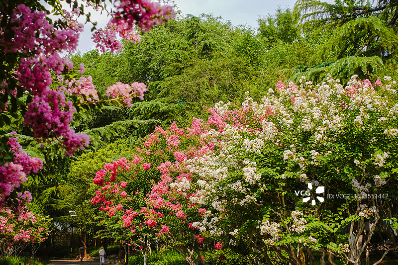 公园里的紫薇花树林图片素材