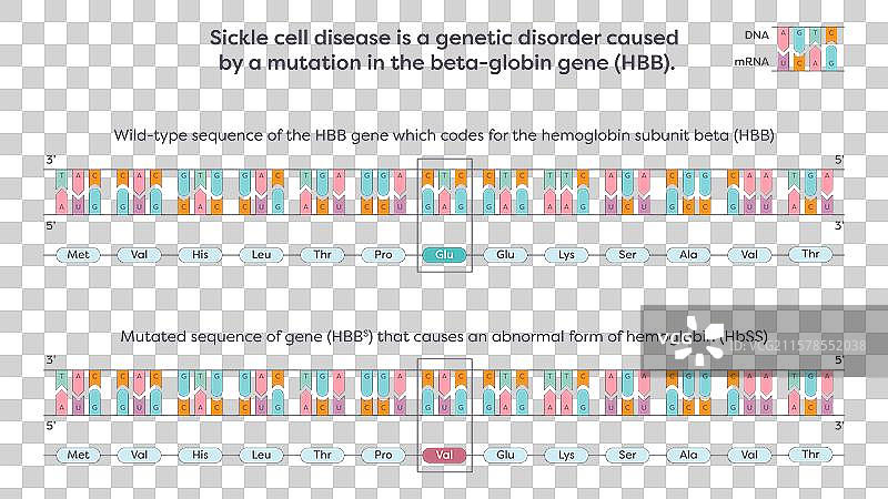 镰状细胞AA突变图片素材