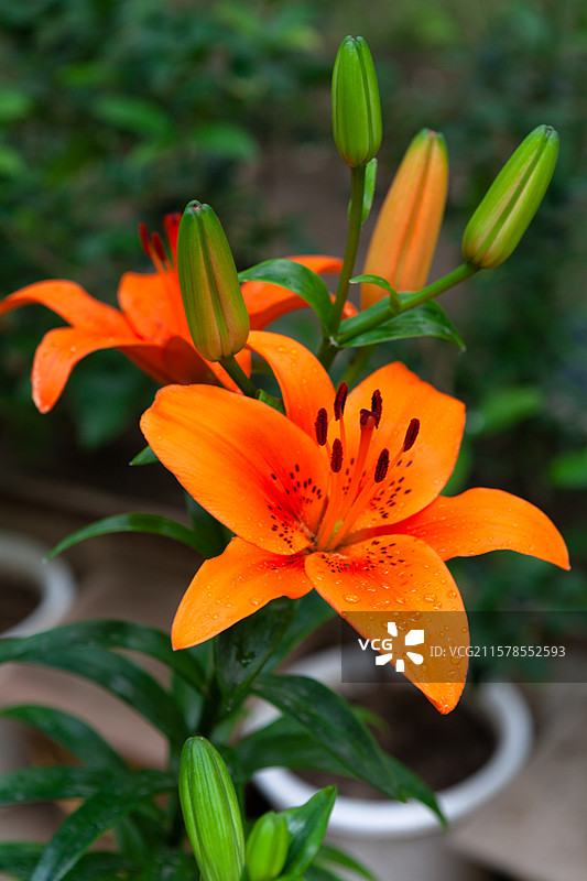 盛开的橙色百合花图片素材