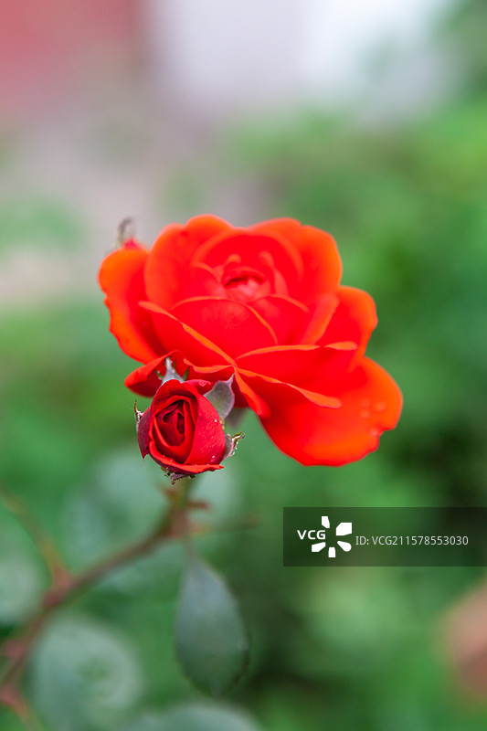 盛开的月季花图片素材