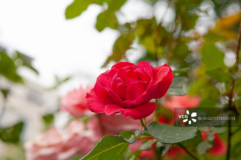 盛开的月季花图片素材