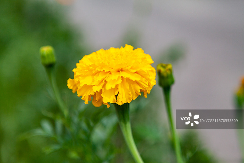 盛开的万寿菊图片素材