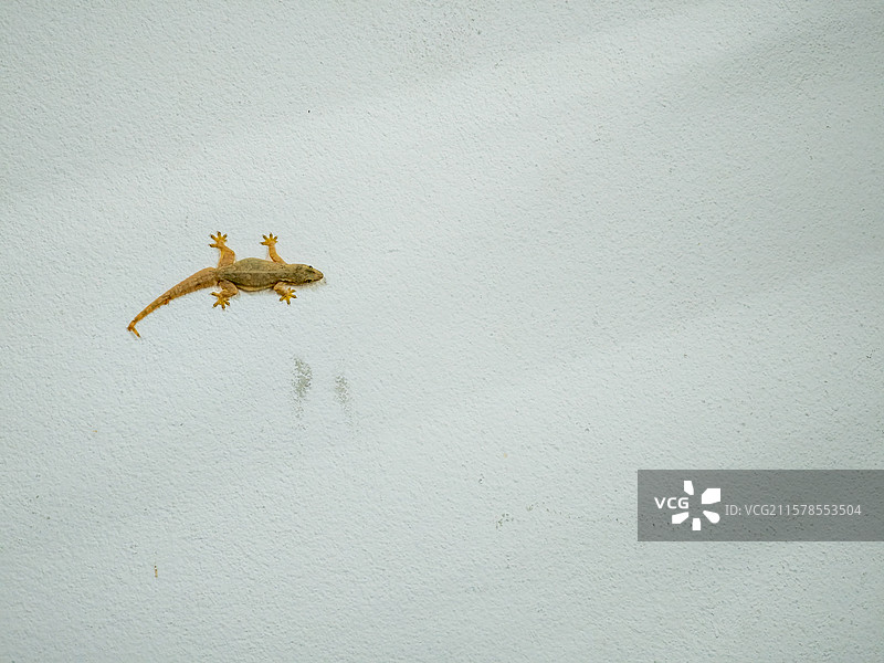壁虎在白色墙壁上攀爬图片素材