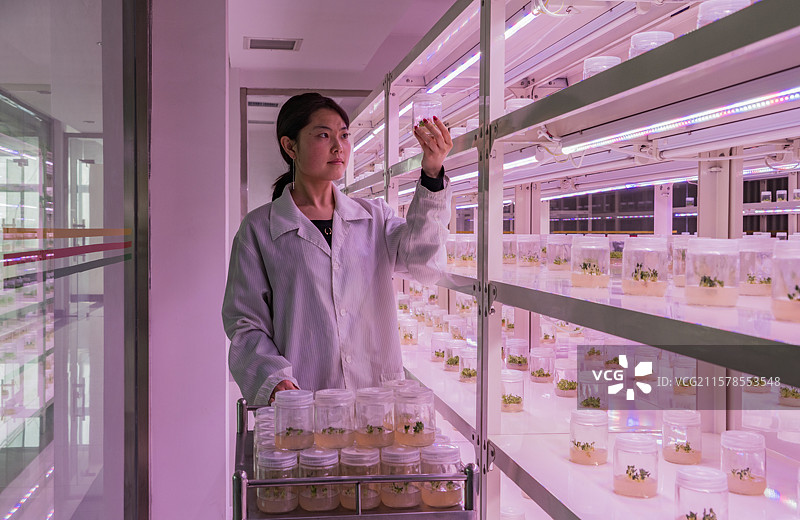 江苏宿迁沭阳花木产业实验室图片素材