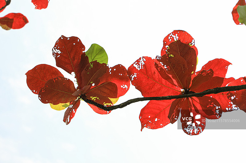 榄仁树叶图片素材